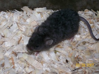 Texel Mice